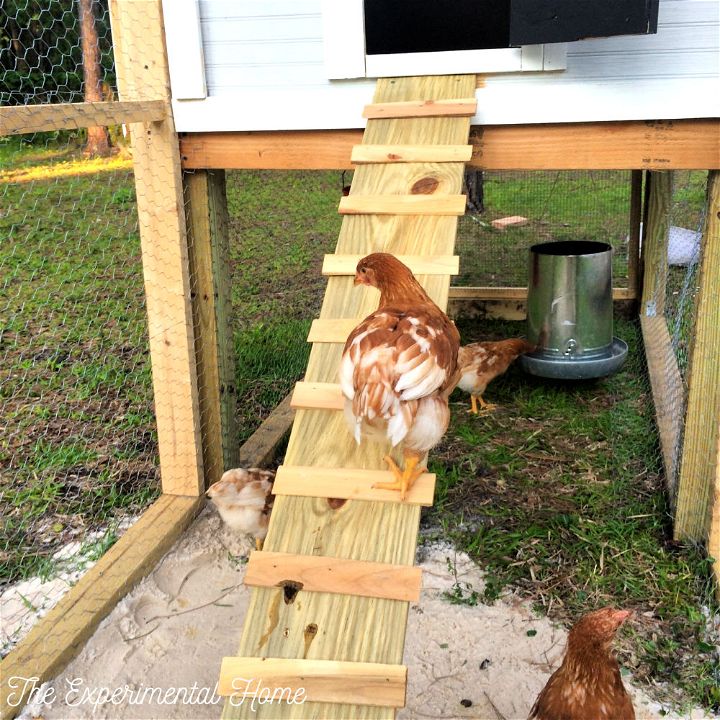 chicken coup sloping ramp