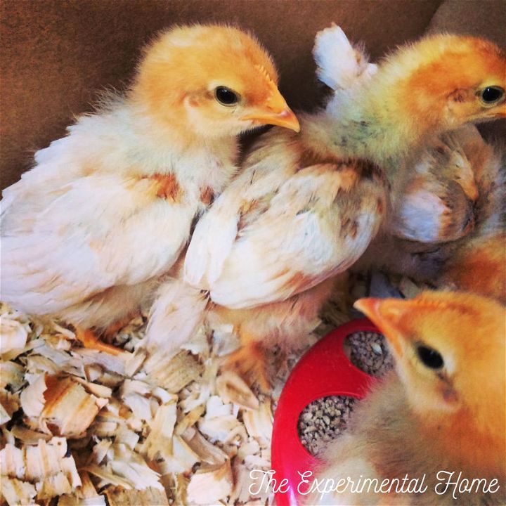 growing baby chickens