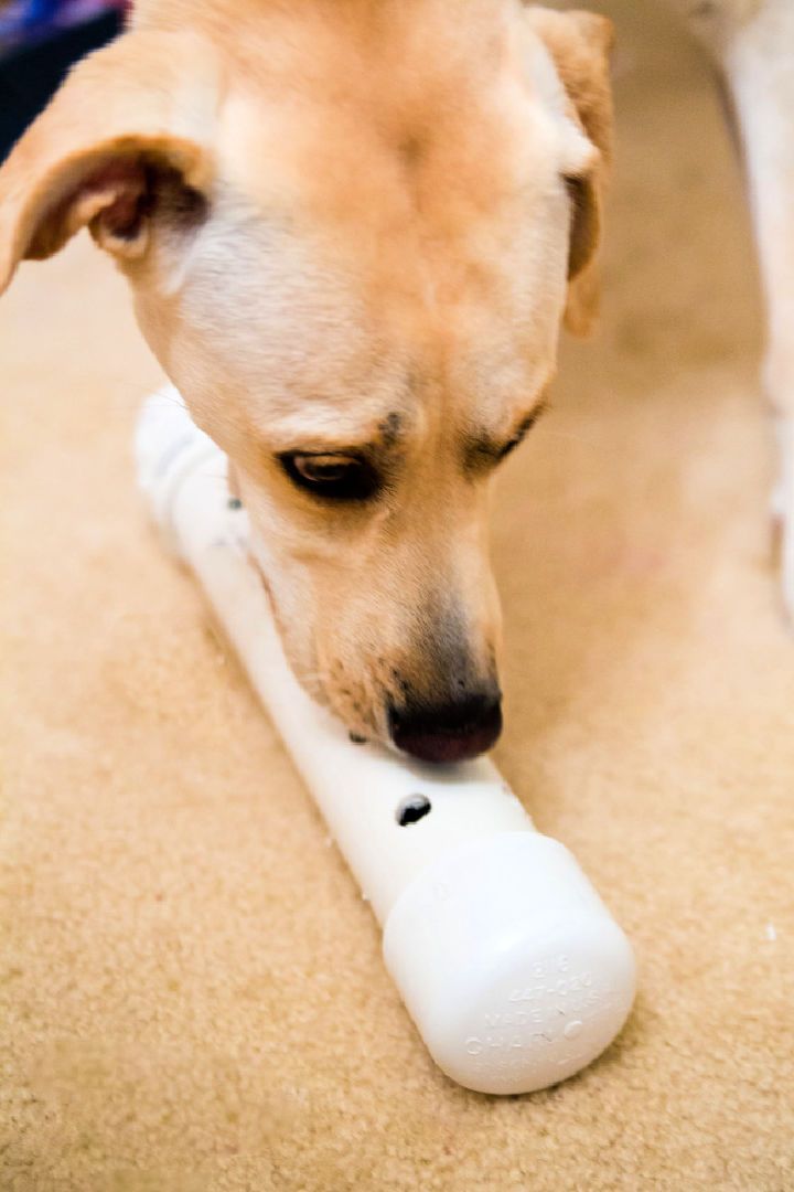 DIY Dog Enrichment Toy