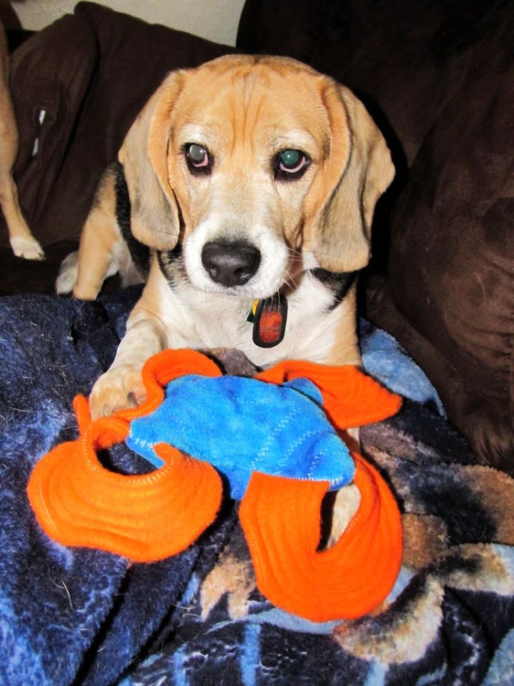 Indestructible Stuffed Dog Toy