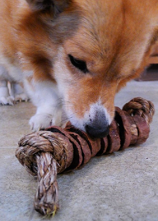 Sweet Potato Dog Chew Toy