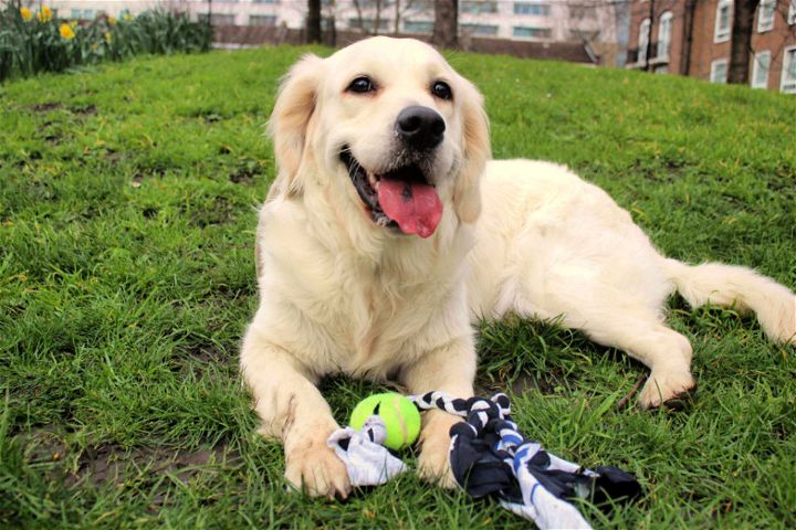 Tennis Ball T shirt Dog Tug Toy